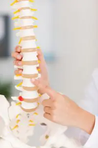 Chiropractor holding an anatomical model of the human spine